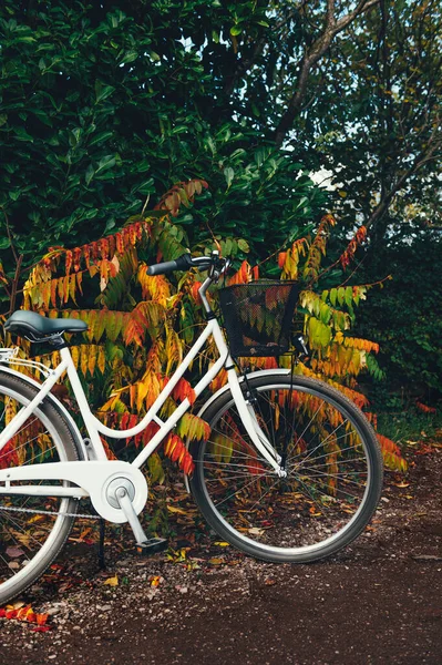 Vintage bicycle in autumn forest — Stock Photo, Image