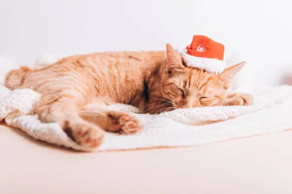 Niedliche Ingwerkatze in Weihnachtsmütze — Stockfoto