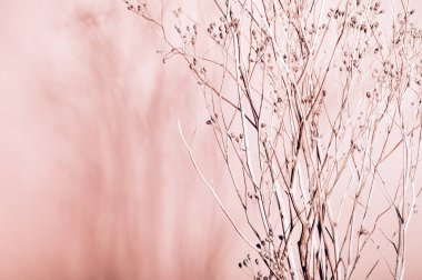 Kuru çiçeklerden ya da dallardan dekorasyon