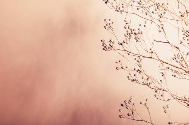 Kuru çiçeklerden ya da dallardan dekorasyon