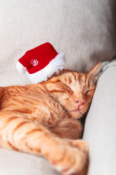 Niedliche Kleine Ingwerkatze Schläft Auf Dem Sofa Mit Weihnachtsmütze Weihnachts — Stockfoto