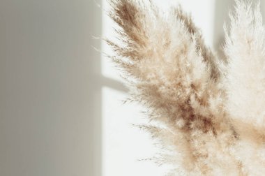 Kurutulmuş Pampas Çimi