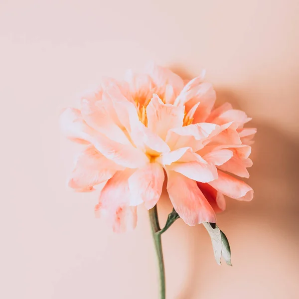핑크 페어리, 단순 한 우아 함 — 스톡 사진