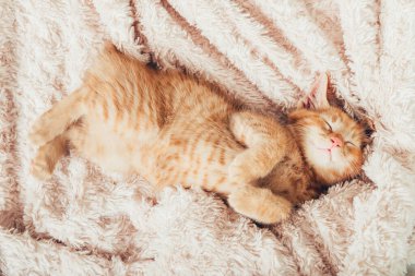 Tatlı kızıl kedi uyuyor.