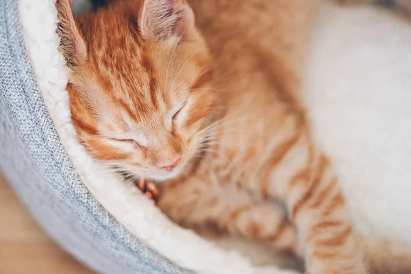 Lindo jengibre gatito duerme — Foto de Stock