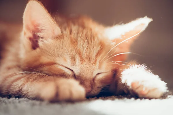 Gatinho de gengibre bonito dorme — Fotografia de Stock