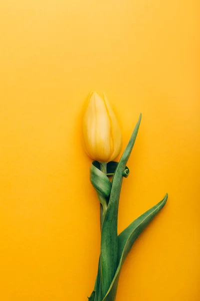 Tulipán clásico amarillo sobre fondo amarillo — Foto de Stock