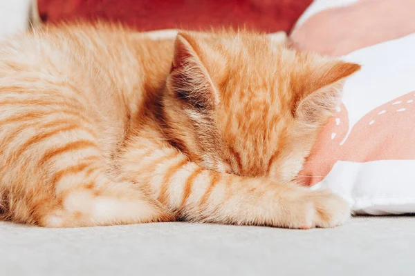 Gatinho de gengibre bonito dorme — Fotografia de Stock