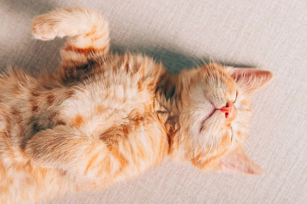 Χαριτωμένο γατάκι κοιμάται — Φωτογραφία Αρχείου