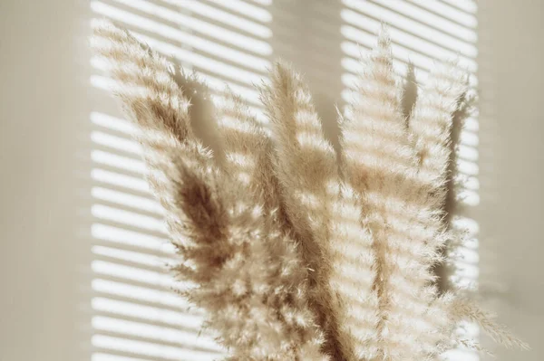 Pampas secas Grama — Fotografia de Stock