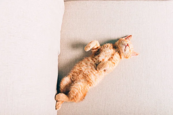 Gatinho de gengibre bonito dorme — Fotografia de Stock