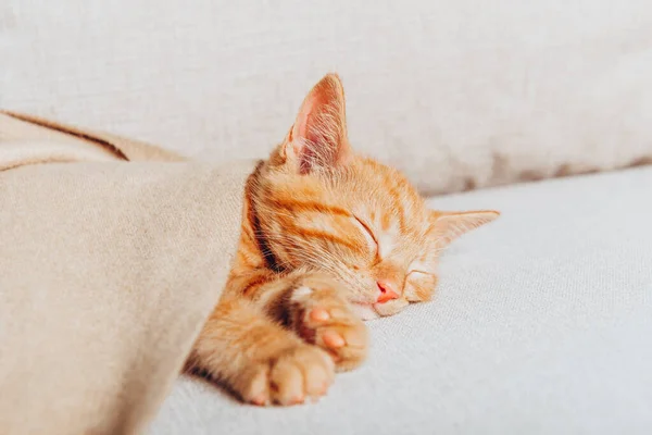 Lindo jengibre gatito duerme — Foto de Stock