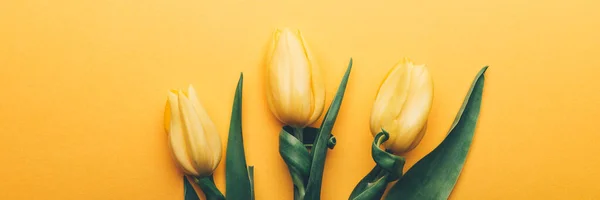 Tulipán clásico amarillo sobre fondo amarillo — Foto de Stock