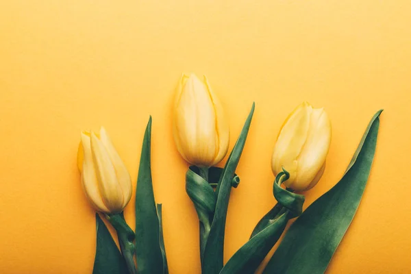 Tulipanes clásicos amarillos sobre fondo amarillo — Foto de Stock