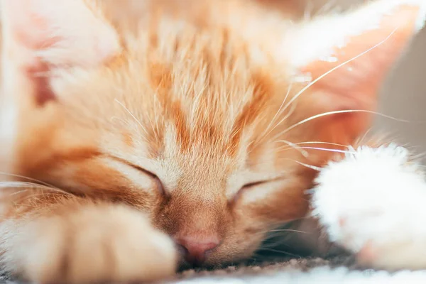 Lindo jengibre gatito duerme — Foto de Stock