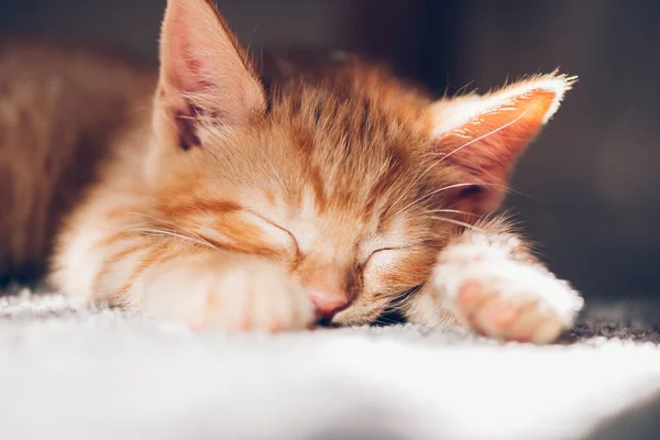 Gatinho de gengibre bonito dorme — Fotografia de Stock