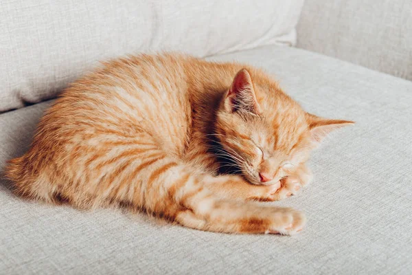 Söt ingefära kattunge sover — Stockfoto