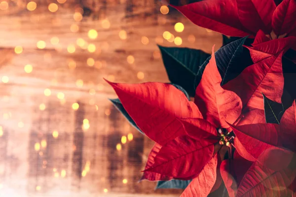 Kerst Poinsettia in keramische pot — Stockfoto