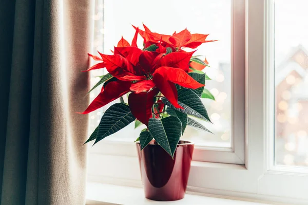 Kerst Poinsettia in keramische pot — Stockfoto