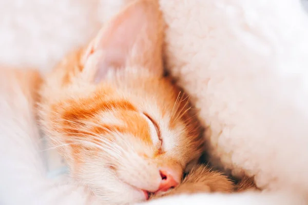 Lindo jengibre gatito duerme — Foto de Stock