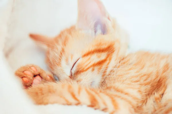 Gatinho de gengibre bonito dorme — Fotografia de Stock