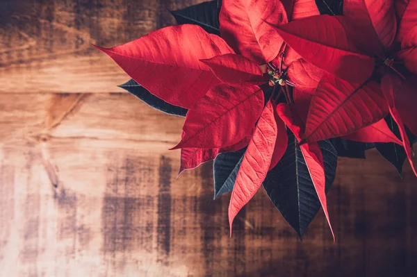 Kerst Poinsettia in keramische pot — Stockfoto