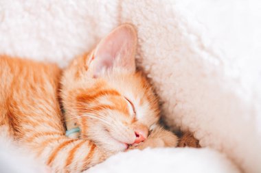 Tatlı kızıl kedi uyuyor.
