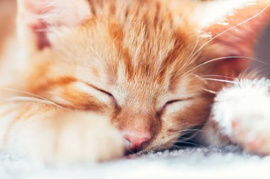 Tatlı kızıl kedi uyuyor.