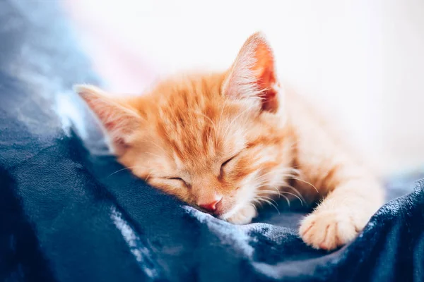 Lindo jengibre gatito duerme —  Fotos de Stock