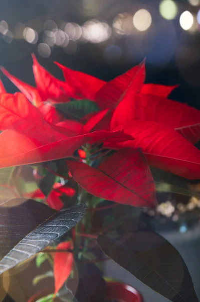 Vánoční Poinsettia v keramickém hrnci — Stock fotografie