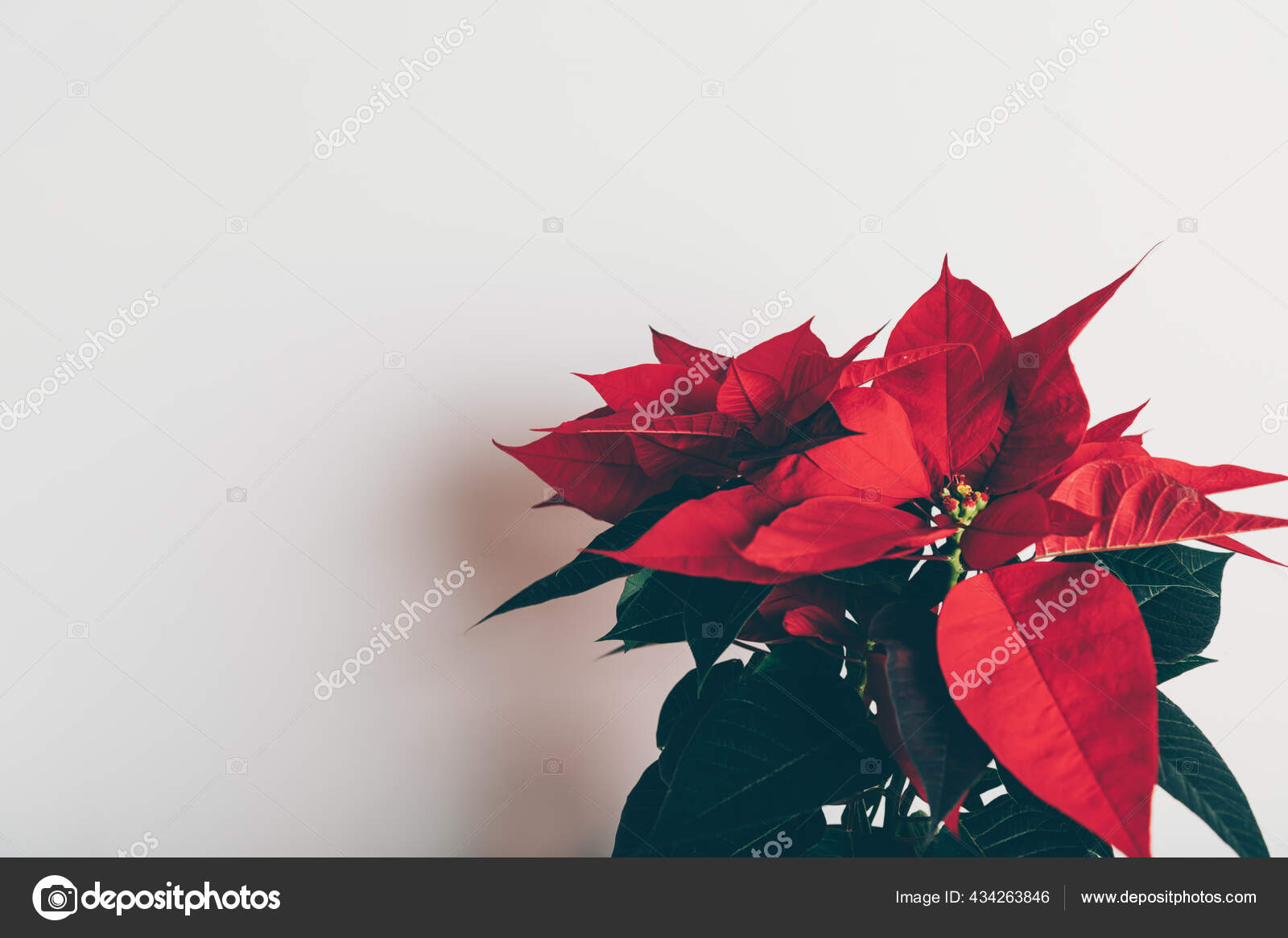 Poinsétia de Natal em vaso de cerâmica fotos, imagens de © MAnuta #434263846