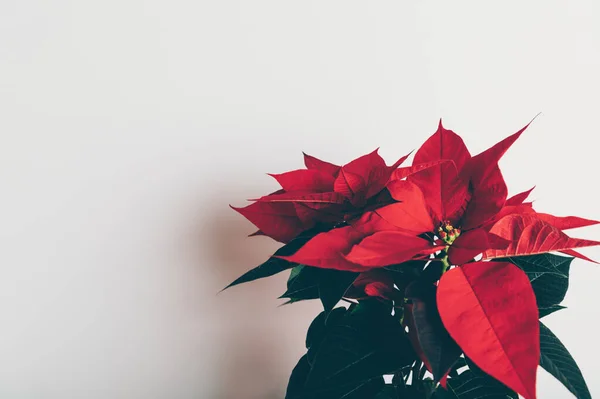 Christmas Poinsettia in ceramic pot — Stock Photo, Image