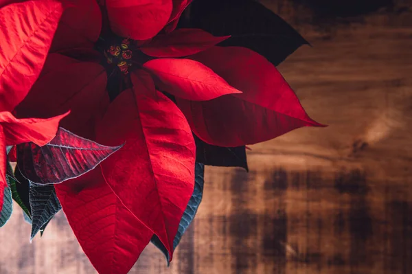 Kerst Poinsettia in keramische pot — Stockfoto