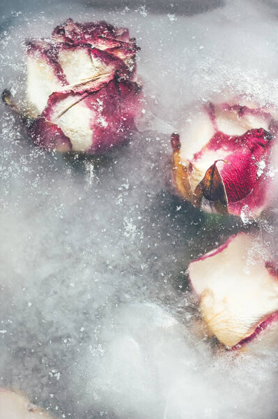 Frozen Roses in Ice