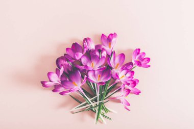 Crocus çiçeklerinin yerleşimi