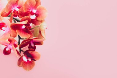 Turuncu Phalaenopsis Orkide Bitkisi