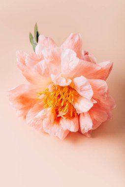 Pembe Şakayık, basit zarafet.