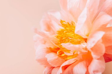 Pembe Şakayık, basit zarafet.