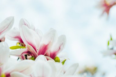 Çiçekli Pembe Manolya Ağacı