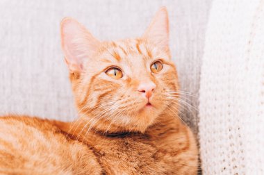 Kızıl kedi kanepede yatıyor.