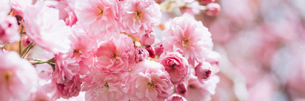 Sakura flowers in bloom