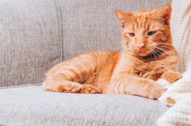 Kızıl kedi kanepede yatıyor.