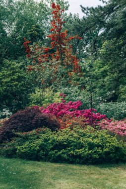 Baharda çiçek açan ağaçları olan güzel bir bahçe.