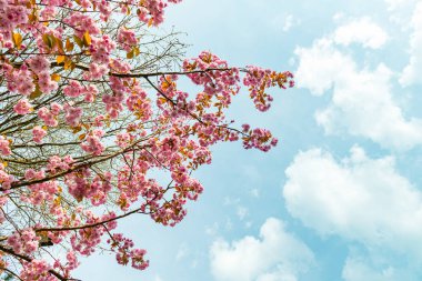 Sakura çiçekleri, kiraz çiçekleri