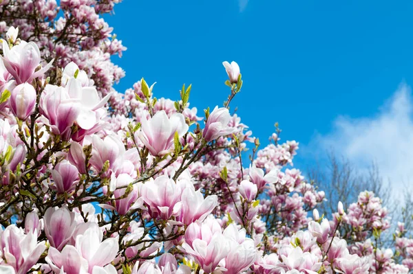 Árbol Magnolia Rosa con Flores Florecientes durante la Primavera — Foto de Stock