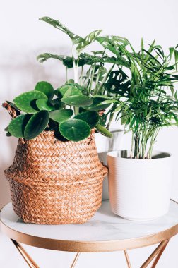 Farklı ev bitkileri.