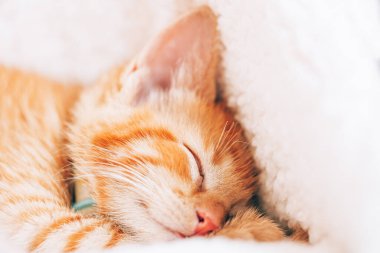 Tatlı kızıl kedi uyuyor.