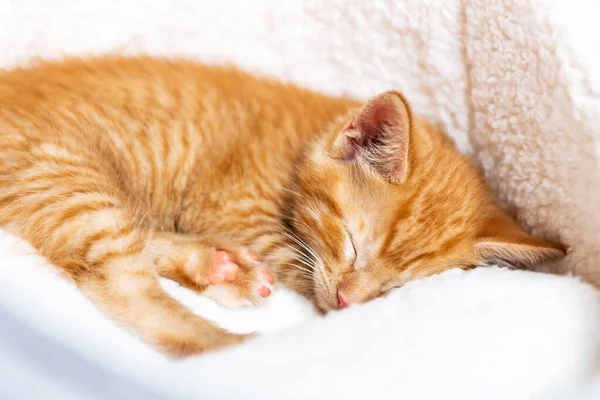 귀여운 생강 고양이잠들다 — 스톡 사진