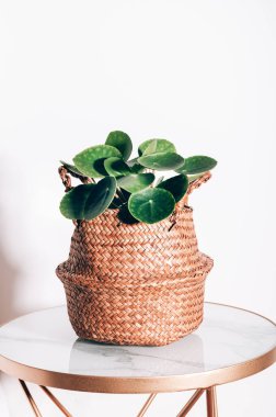 Çin Para Fabrikası