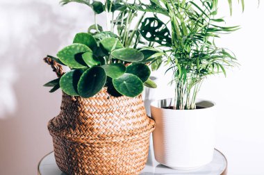 Farklı ev bitkileri.